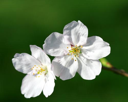 家中養(yǎng)哪種花對(duì)孕婦有益