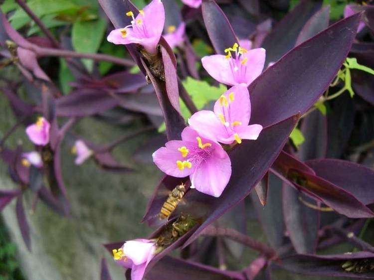 綠植養(yǎng)護