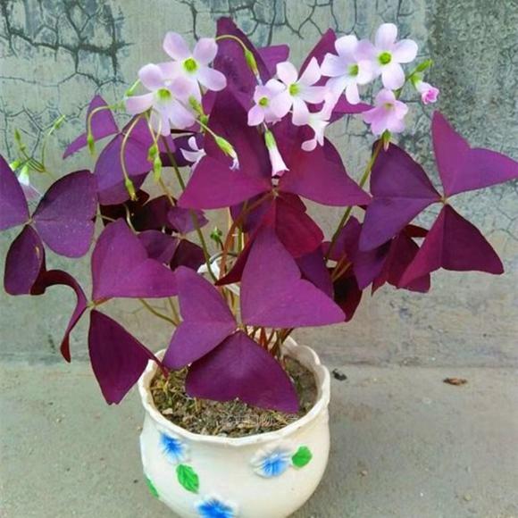 養(yǎng)護植物